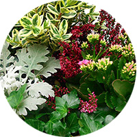 test-pastille-fleur